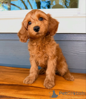 Photo №2 de l'annonce № 158007 de la vente labradoodle - acheter à Luxembourg annonce privée