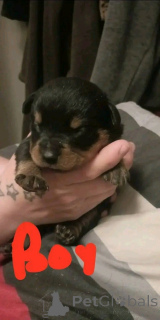 Photo №2 de l'annonce № 139727 de la vente rottweiler - acheter à USA éleveur