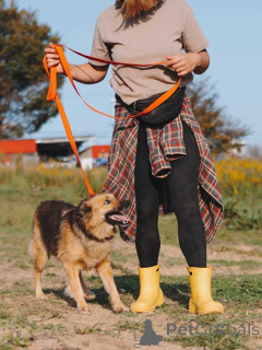 Photo №1. chien bâtard - à vendre en ville de Voronezh | Gratuit | Annonce №160731