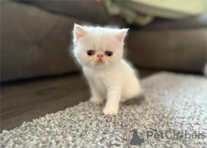Photo №2 de l'annonce № 153858 de la vente exotic shorthair - acheter à Allemagne 