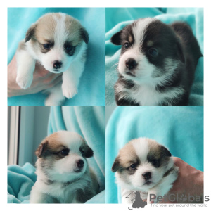 Photo №1. welsh corgi - à vendre en ville de Varsovie | 615€ | Annonce №40416