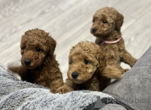 Photo №1. caniche (jouet) - à vendre en ville de Cologne | négocié | Annonce №127626