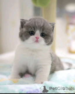 Photo №2 de l'annonce № 138843 de la vente scottish fold - acheter à Allemagne éleveur