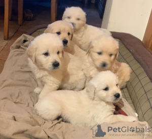 Photo №4. Je vais vendre golden retriever en ville de Chelyabinsk. annonce privée, éleveur - prix - 450€