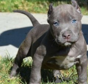 Photo №1. american pit bull terrier - à vendre en ville de Munich | négocié | Annonce №170042