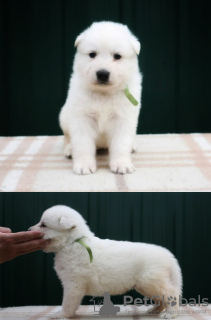 Photo №4. Je vais vendre berger blanc suisse en ville de Москва. de la fourrière - prix - négocié