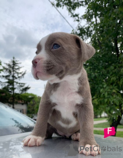 Photos supplémentaires: Chiots pitbull à vendre