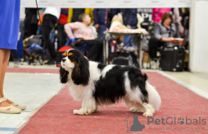 Photos supplémentaires: Cavalier King Charles Spaniel fille