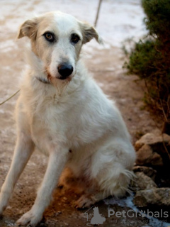 Photos supplémentaires: Un chien absolument incroyable Firefly cherche sa famille !