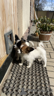 Photo №1. papillon - à vendre en ville de Dunajská Streda | Gratuit | Annonce №66719