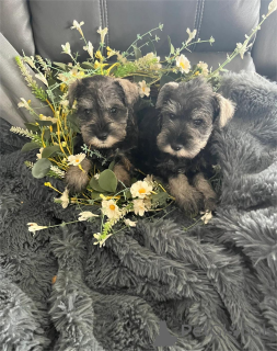Photo №1. schnauzer géant - à vendre en ville de Erkrath | 350€ | Annonce №154958