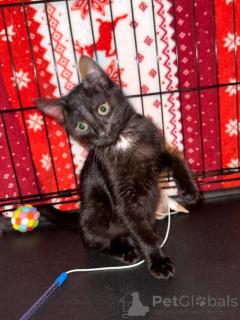 Photo №3. Les chatons Funtik et Kola cherchent leur bonheur. Fédération de Russie