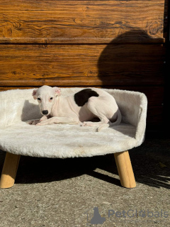 Photo №4. Je vais vendre lévrier whippet en ville de Belgrade.  - prix - négocié