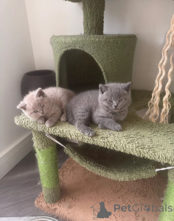 Photo №1. british shorthair - à vendre en ville de Zagreb | Gratuit | Annonce № 165670