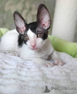 Photo №1. cornish rex - à vendre en ville de Alingsq | négocié | Annonce № 173255