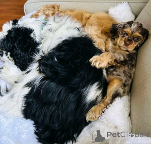 Photo №2 de l'annonce № 139039 de la vente cocker américain - acheter à Allemagne annonce privée, éleveur