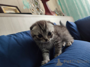 Photo №2 de l'annonce № 145860 de la vente scottish straight - acheter à Biélorussie annonce privée