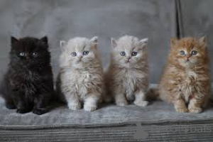 Photo №1. british longhair - à vendre en ville de Vienne | 500€ | Annonce № 163472