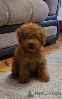 Photo №1. caniche (jouet) - à vendre en ville de Zrénjanin | négocié | Annonce №174579