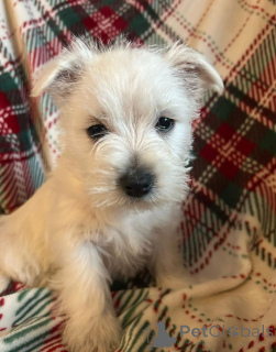 Photo №3. Beaux chiots West Highland Terrier. République Dominicaine