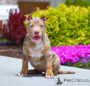 Photo №1. american bully - à vendre en ville de Flensburg | 1090€ | Annonce №167622