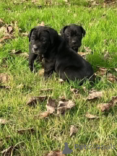 Photo №4. Je vais vendre cane corso en ville de Aalborg. annonce privée, éleveur - prix - 1€