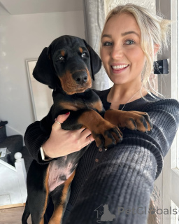 Photo №4. Je vais vendre  en ville de Berlin.  - prix - 650€