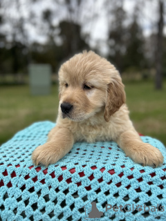 Photo №1. golden retriever - à vendre en ville de Vancouver | 1913€ | Annonce №128091