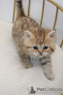 Photo №4. Je vais vendre british longhair en ville de Florida. annonce privée, éleveur - prix - négocié