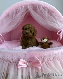 Photo №2 de l'annonce № 160058 de la vente chien bâtard - acheter à Allemagne annonce privée, de la fourrière