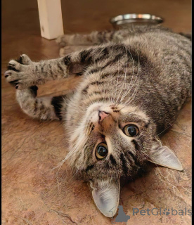 Photo №4. Je vais vendre  en ville de Khimki. annonce privée - prix - Gratuit