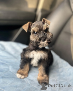 Photo №2 de l'annonce № 139931 de la vente schnauzer miniature - acheter à USA annonce privée