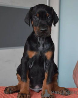 Photo №1. dobermann - à vendre en ville de Varsovie | négocié | Annonce №163826
