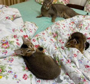 Photo №3. chatons caracal et caracat disponibles. USA