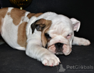 Photos supplémentaires: Bulldog anglais