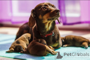 Photo №3. Champion Bludlina Doberman Puppes Reada Foreer Forever Homes.. La Grande-Bretagne