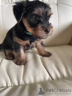 Photo №2 de l'annonce № 66421 de la vente yorkshire terrier - acheter à USA annonce privée