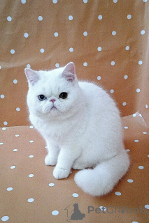 Photo №1. british shorthair - à vendre en ville de John o 'gruaux | négocié | Annonce № 173835