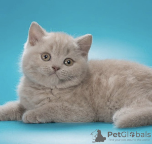 Photo №1. british shorthair - à vendre en ville de Пршибрам | 379€ | Annonce № 123933