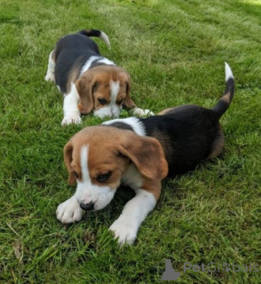 Photo №1. beagle - à vendre en ville de Achaern | 380€ | Annonce №166178