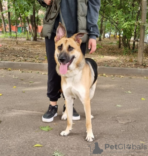 Photo №1. chien bâtard - à vendre en ville de Москва | Gratuit | Annonce №52769