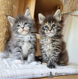 Photo №2 de l'annonce № 133033 de la vente maine coon - acheter à Allemagne annonce privée