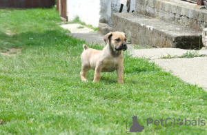 Photos supplémentaires: Chiots Boerboel Mastiff sud-africains