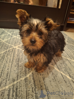 Photo №4. Je vais vendre biewer yorkshire terrier, yorkshire terrier en ville de Riga. annonce privée, de la fourrière, éleveur - prix - 600€