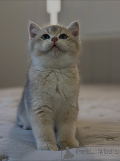 Photo №2 de l'annonce № 159635 de la vente british shorthair - acheter à La Grande-Bretagne annonce privée