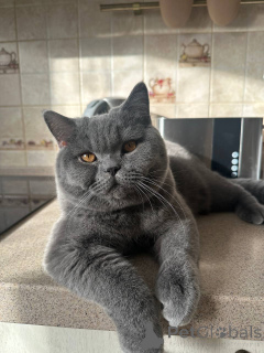 Photo №1. british longhair - à vendre en ville de Leipzig | négocié | Annonce № 165879