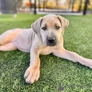 Photo №3. Deutsche Doggenwelpen zu verkaufen. L'Autriche