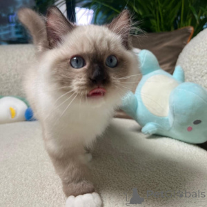 Photo №1. ragdoll - à vendre en ville de Anysprit | négocié | Annonce № 167319