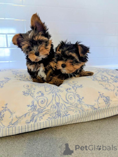 Photo №1. yorkshire terrier - à vendre en ville de 'S-Hertogenbosch | 380€ | Annonce №166927