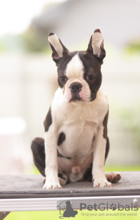 Photos supplémentaires: Boston Terrier Beaux chiots à vendre